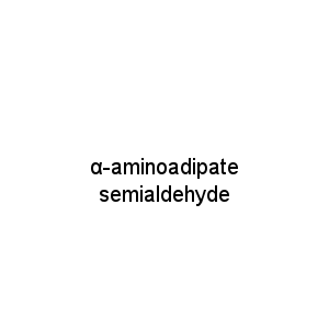 α-aminoadipate semialdehyde